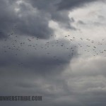 ColorRunSydney15 (17)