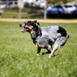 Australian Cattle Dog