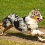 Australian Shepherd