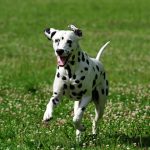 Dalmatian