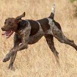 German Short Haired Pointer