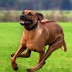 Rhodesian Ridgeback