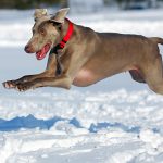 Weimaraner