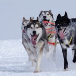 huskies-2279627_1280