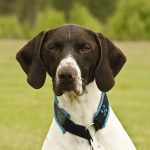 short-haired-german-shorthaired-pointer-2120184_1280