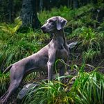 weimaraner-1801724_1280