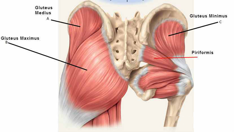 Strengthening Your Glutes: Unlocking Your Running Potential and Preventing  Injuries - Runner's Tribe